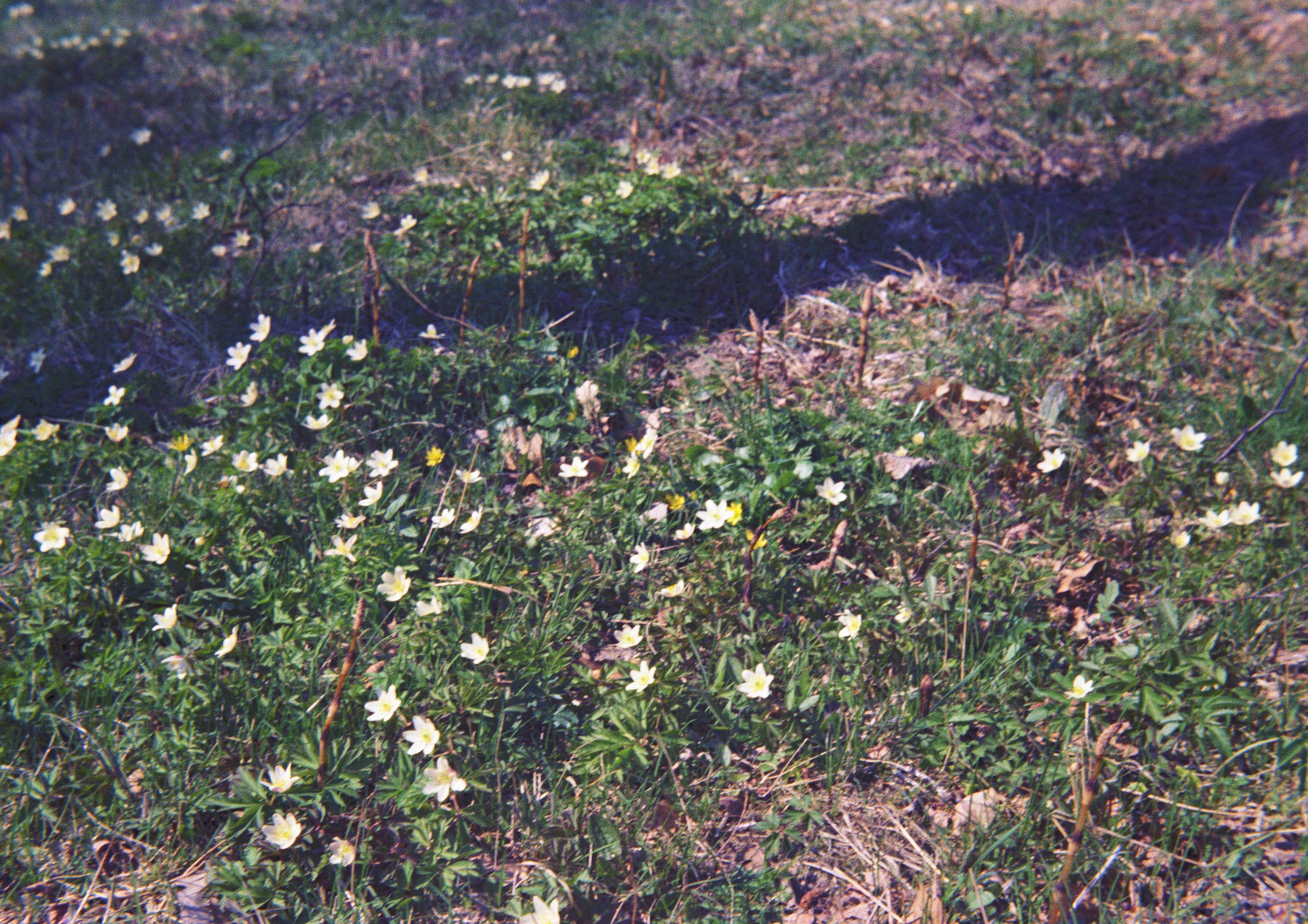 S3_197105-0003