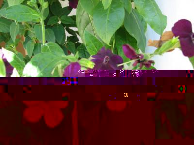S3_0266