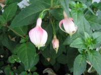 S3_1717.jpg