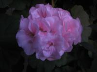S3_1869.jpg