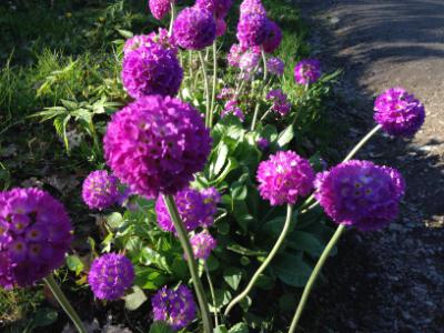 iP5_0529
