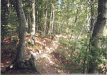 [Sassnitz: Naturreservatet]